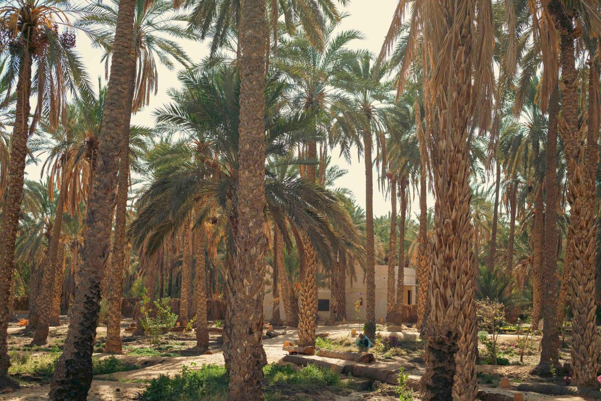 Villa Taouzert توزر المظهر الخارجي الصورة