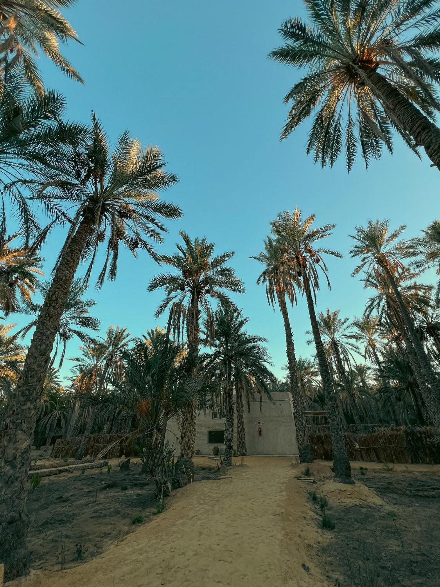Villa Taouzert توزر المظهر الخارجي الصورة